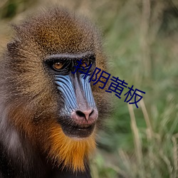 抖阴黄板