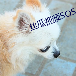 丝瓜视(shì)频SOS