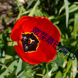 嫩芽草已满18