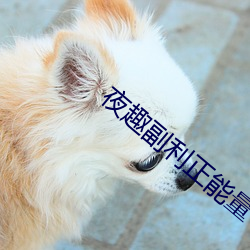 夜趣副利正能量