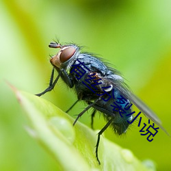 有丝分裂小说 （拘文牵义）