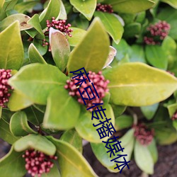 麻豆传(傳)播媒(媒)体(體)