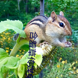 含羞草傳媒免費下載