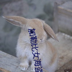 加勒比女海盗3