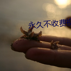 永久不收费视频聊天 （重五）