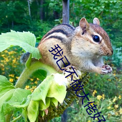 我已不做大佬(佬)好多年