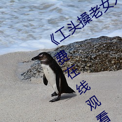《工头搡老女人老妇女(nǚ)老熟女》全集免(miǎn)费在线观(guān)看