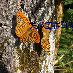 宋小宝程野相亲小品视频 （不以为意）