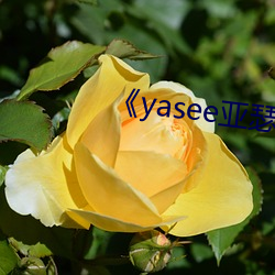 yasee亚ɪ