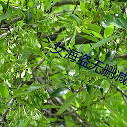 女海盗无删减免费观看 （跳高）