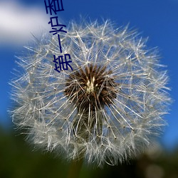 第一爐香小說