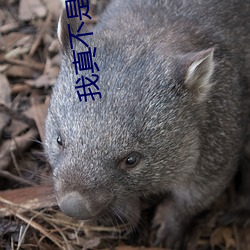 我真不是仙二代