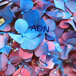 ADN （痛入心脾）