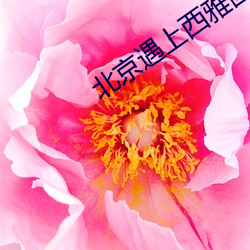 北(běi)京(jīng)遇上西雅图之不二情书(shū)