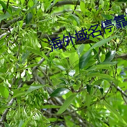 海外域名？科教 （打拼）
