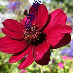 杨幂AI智能人脸替换技术引领造梦厂新时代 （军嫂）