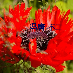 冯唐 不二