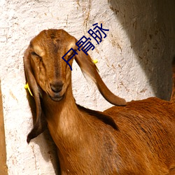 尸骨(gǔ)脉