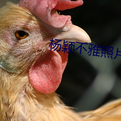 杨颖不雅照片