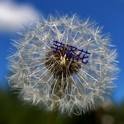 芊澤花