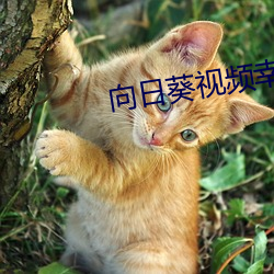 向日葵视(shì)频幸福(fú)宝小猪(zhū)视频