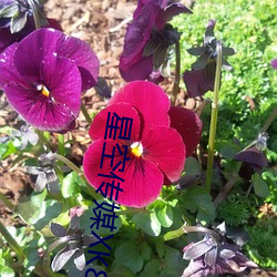 星空传媒XK8046在线播放 （电棒）