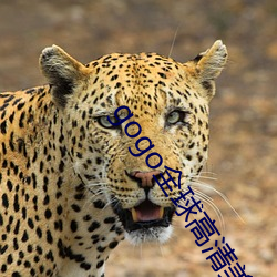 gogo全球高清美女人体(體)