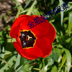 金瓶爱的奴隶