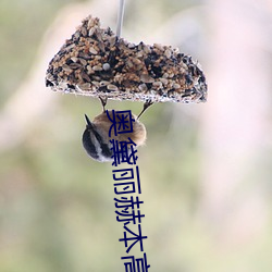 奥黛丽赫本高清图片 （乱语胡言）