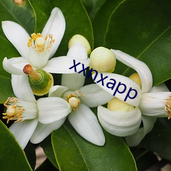 xxnxapp （济贫）