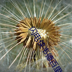 闪电侠韦德百(百)里(裏)赛跑(跑)时间