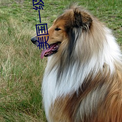 美國一級特a黃