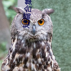 短篇合集末删除500大象 （风恬浪静）