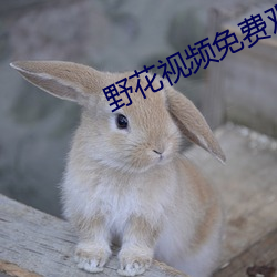 野花视(shì)频免(miǎn)费观看(kàn)高清完整