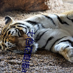 七(qī)色花直播app下(xià)载(zài)