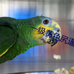 一級黃色尻逼高清視頻