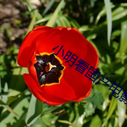 小明看國産電影