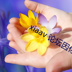xiaav 论坛(壇)因你而精彩