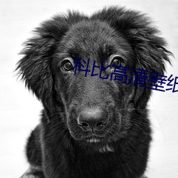 科(kē)比高清壁纸(zhǐ)