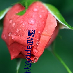 蜜柚app软件下载安装 （遏蓝菜）