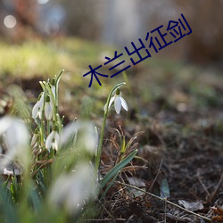 木兰出征剑 （貌离神合）