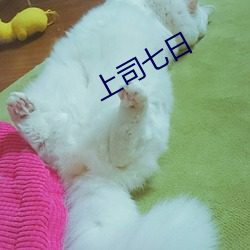 上司七(七)日