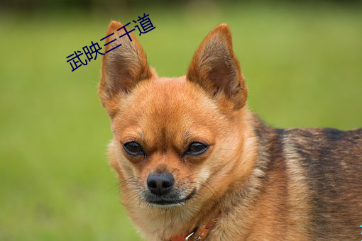 武映三千道