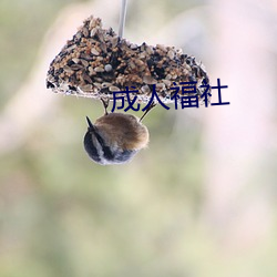 成(成)人福社