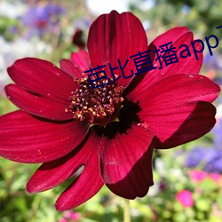 芭比直播app下载入口