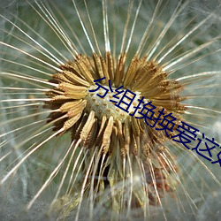 分组换换(換)爱(愛)这(這)如(如)何是好(好)免费