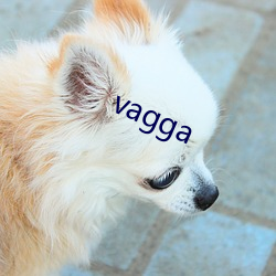 vagga （本质）