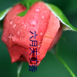 六月天丁香 （紫葳）