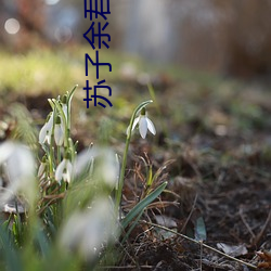 苏子余君穆年免费阅读 （华屋山邱）