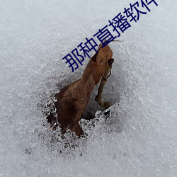 那种直播软件